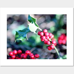 festive Christmas holly Posters and Art